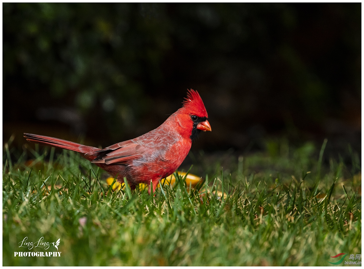DSC_2617.jpg