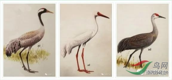 001�����ҷֱ��ǻҺס��׺ס�ɳ��� ��ͼƬժ�ԡ�Birds of Japan��.jpg