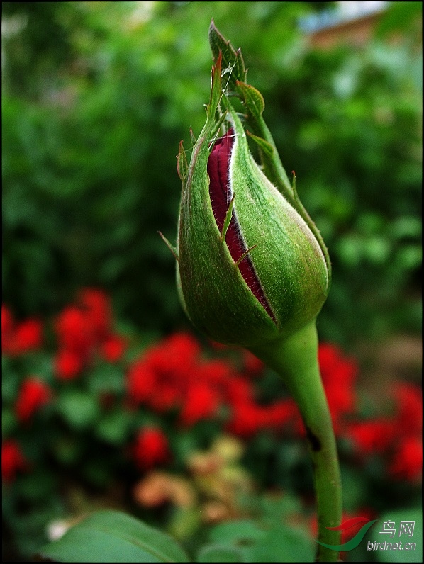 4R0016100-����.jpg