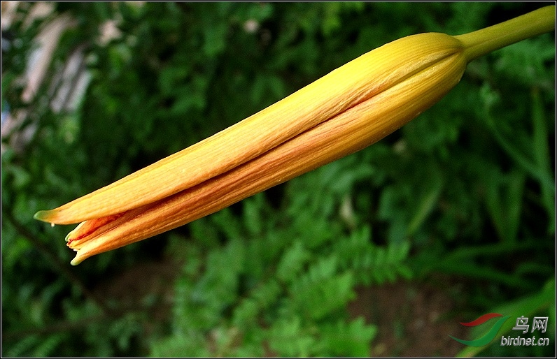 5R0016101-�ƻ�11.jpg
