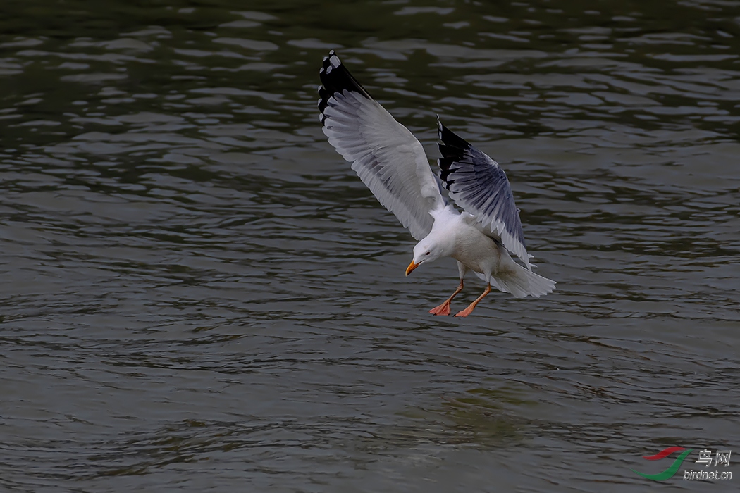 DSC_4190ABC.jpg