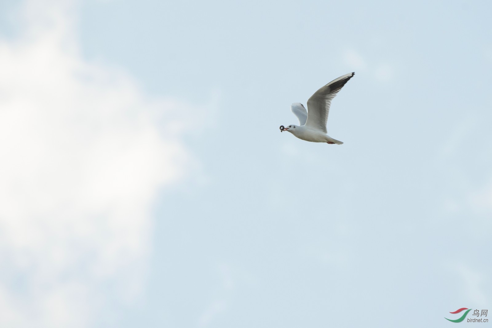 _DSC6060a.jpg