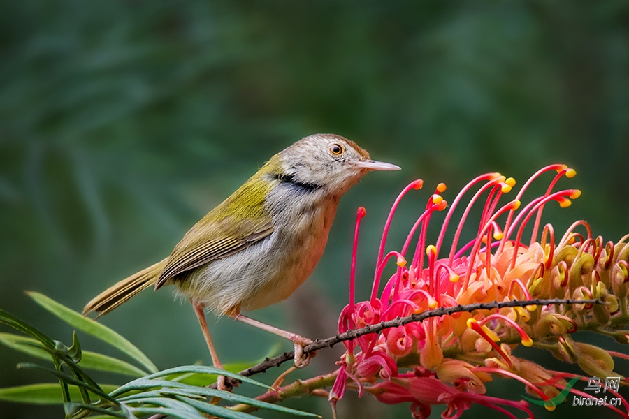 ��֮��---��β��Ҷݺ