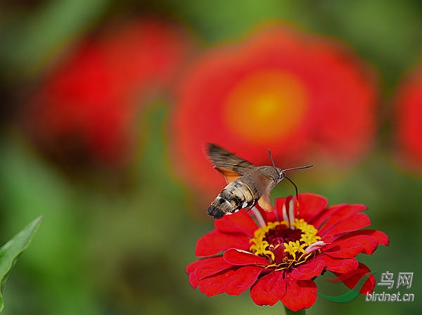DSC_1232_����.jpg