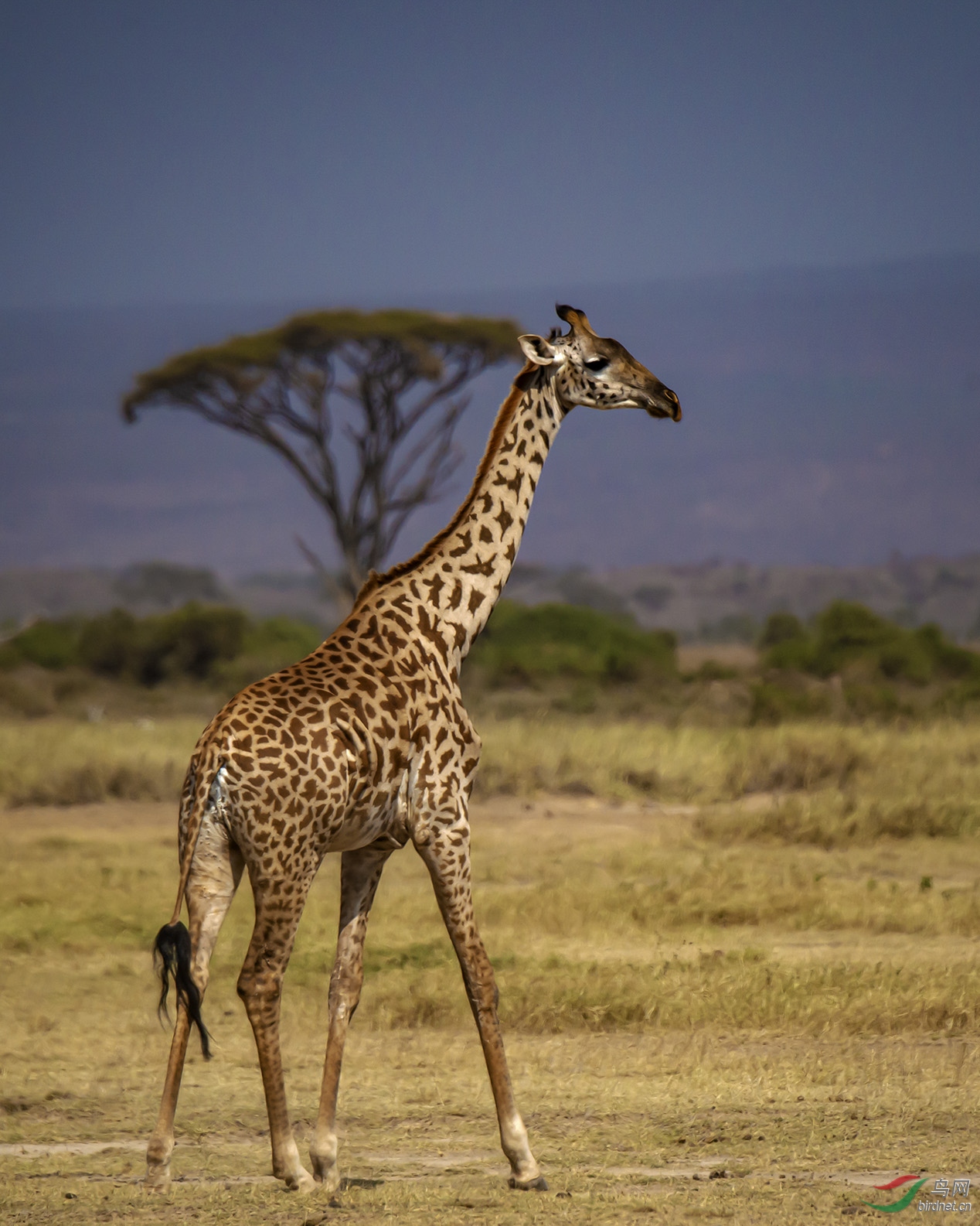 西非长颈鹿图片