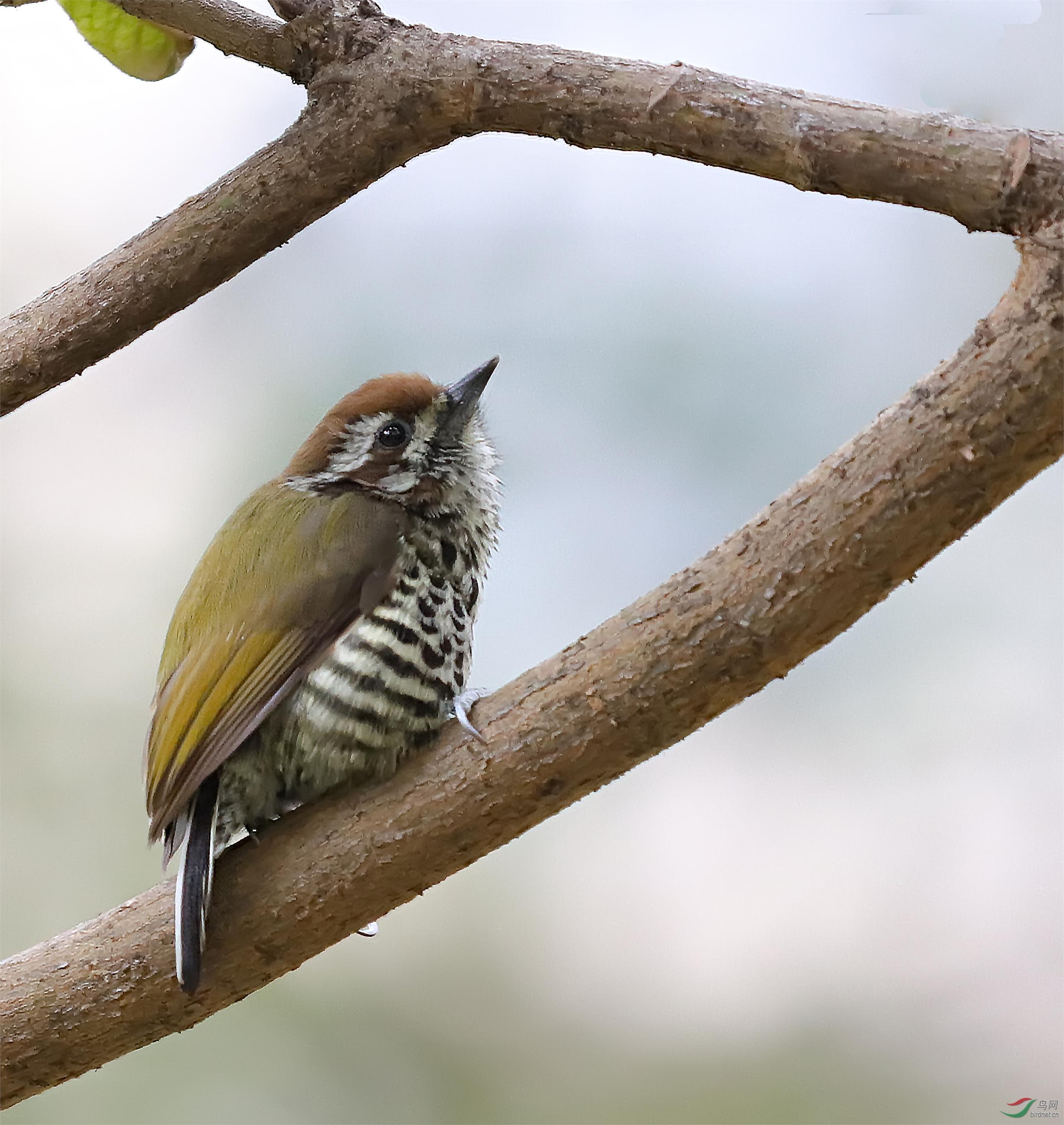 斑姬啄木鸟一组