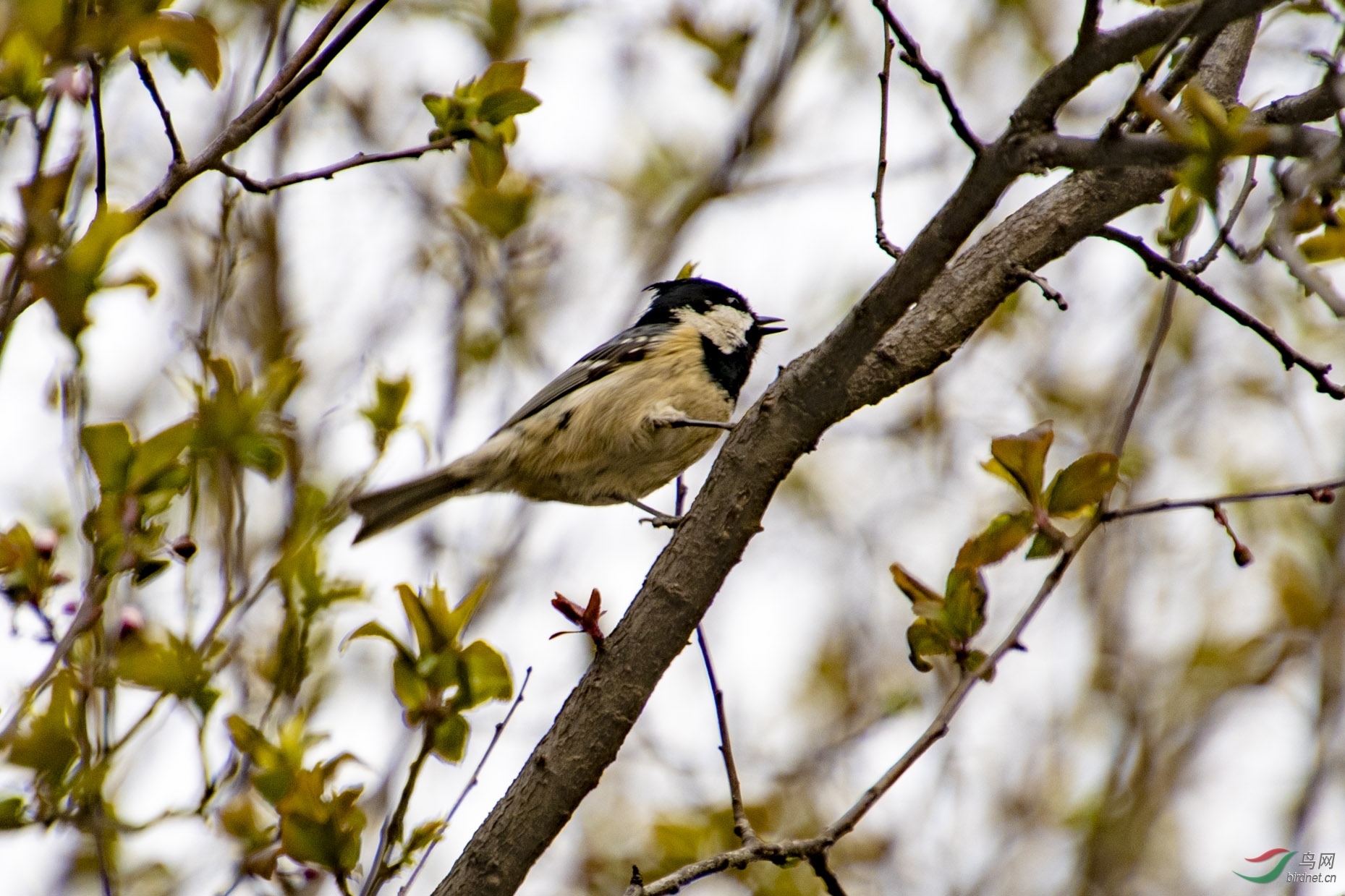 D50_0002.jpg