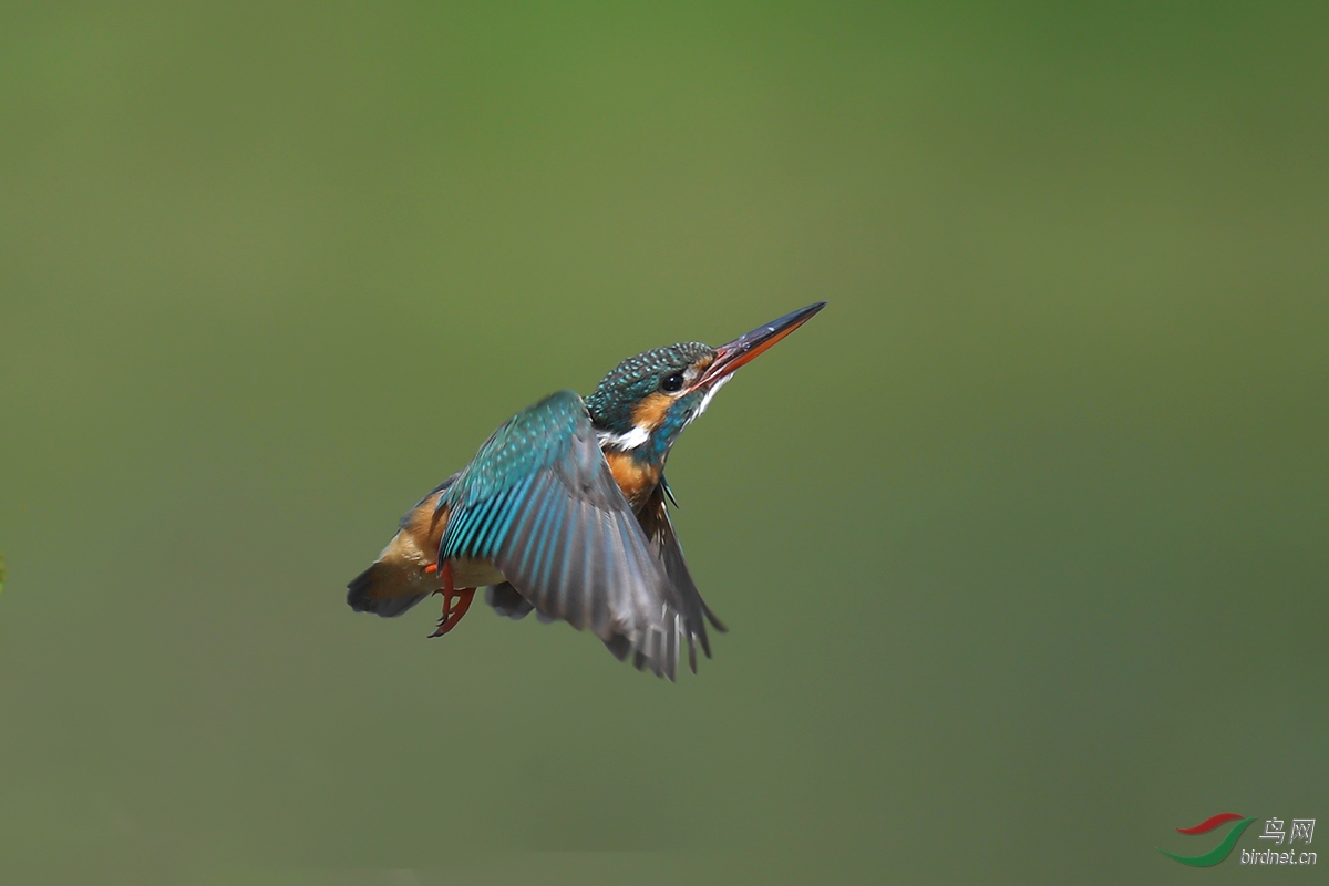 DSC_p1621.jpg
