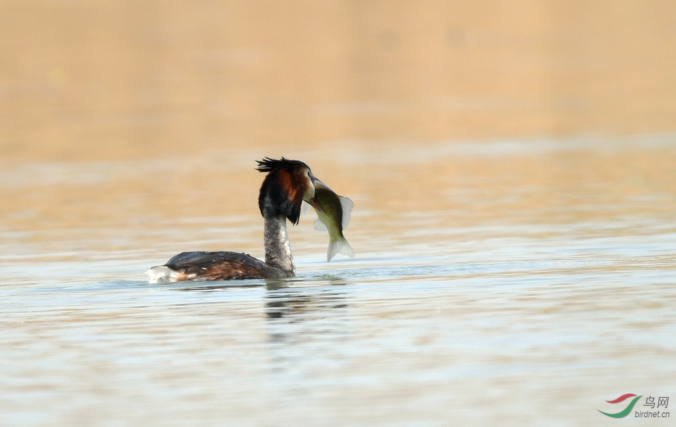 ��ͷ μ��ʪ�� (11).JPG