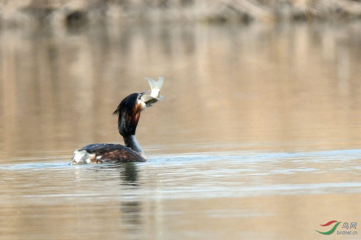 ��ͷ μ��ʪ�� (28).JPG