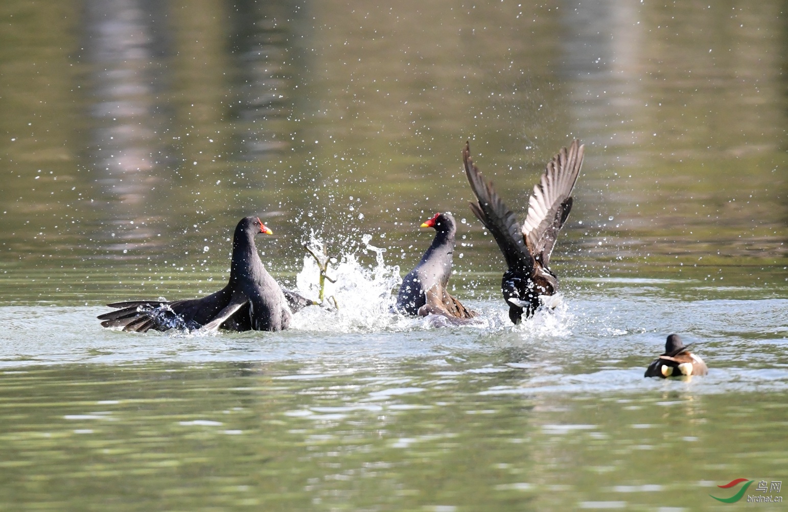 ��ˮ�� ���칬��԰ (23).JPG