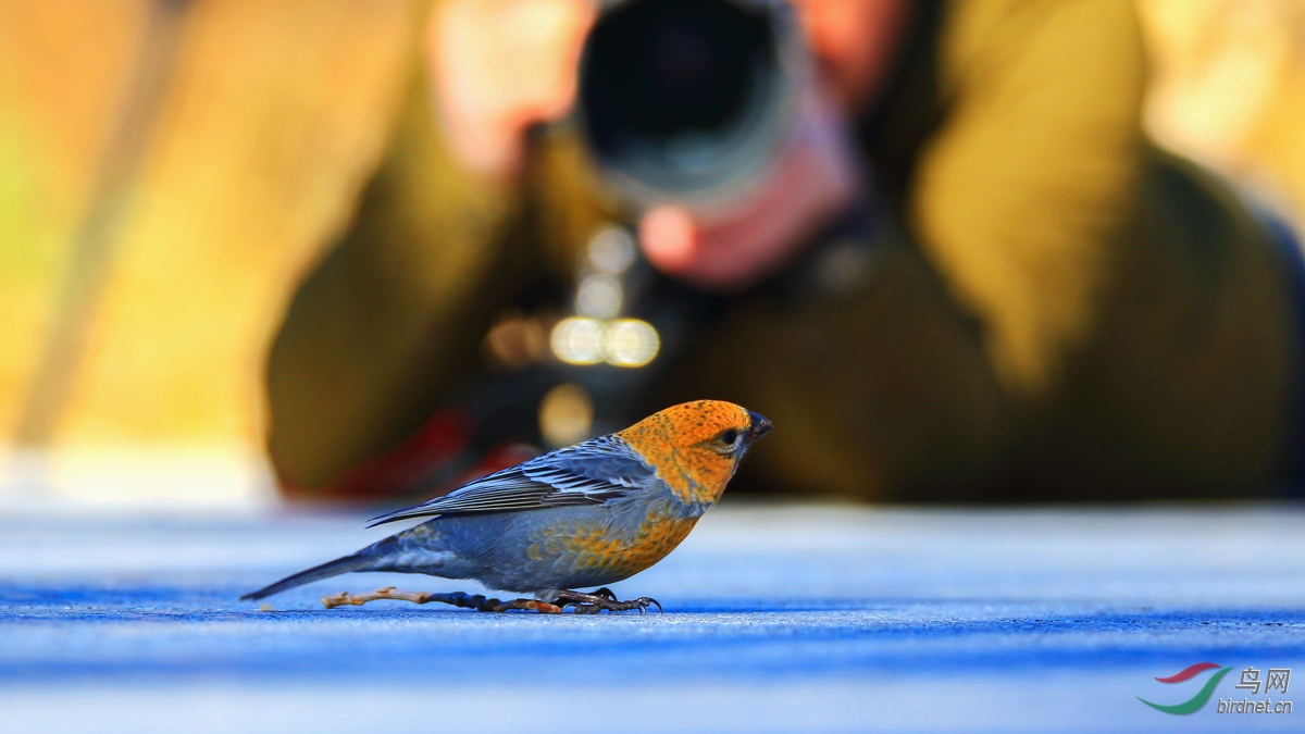 �������Ų����