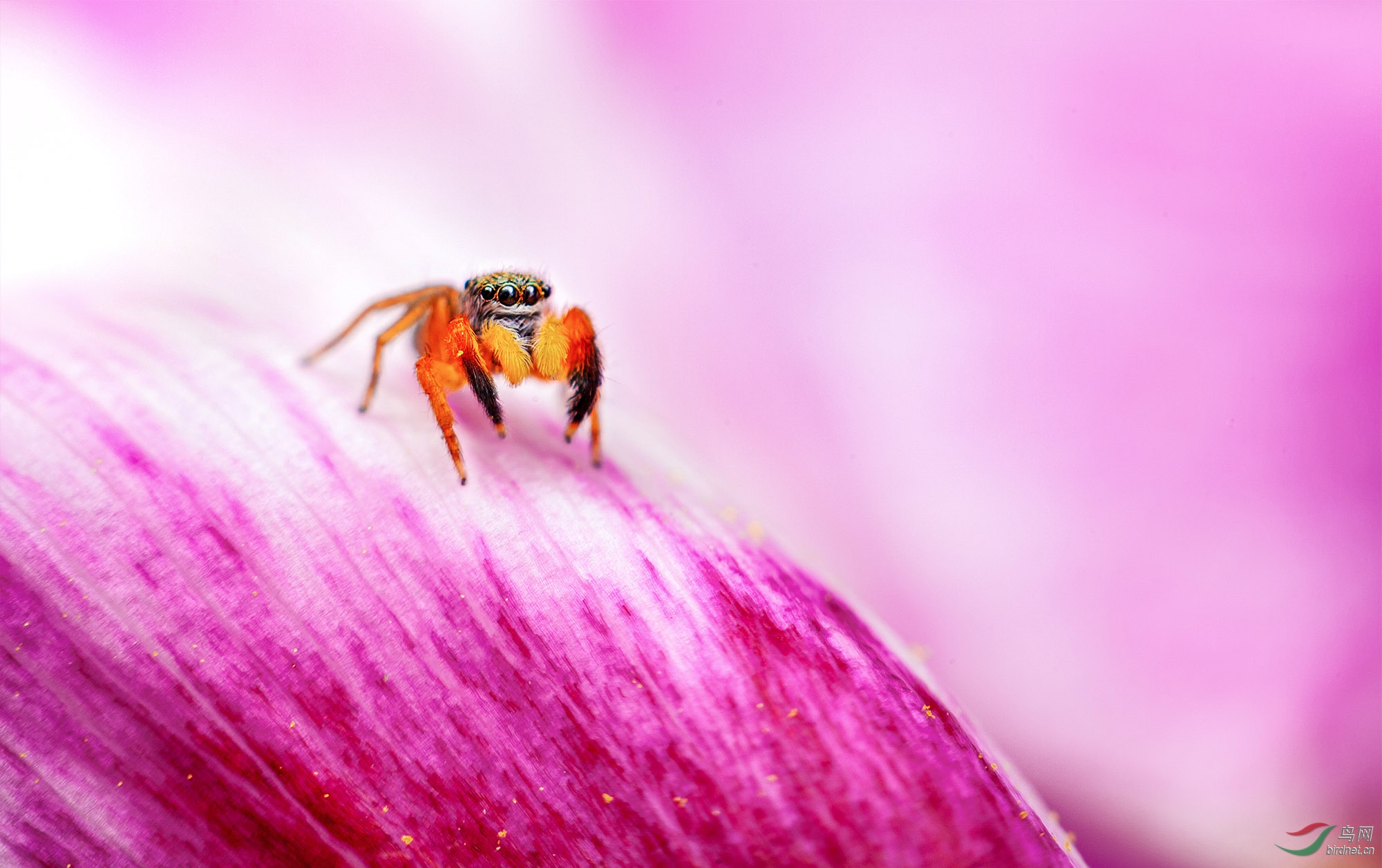 小彩蛛(身长1.5mm)