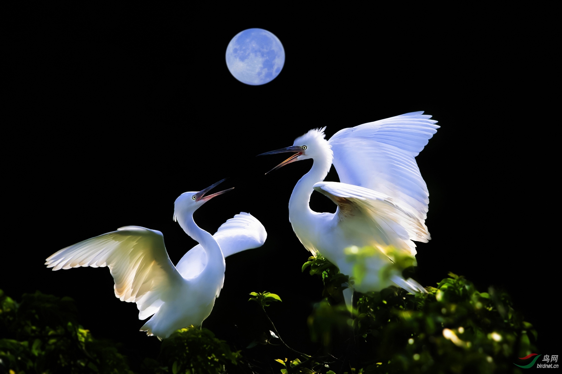 《月光下的对话》