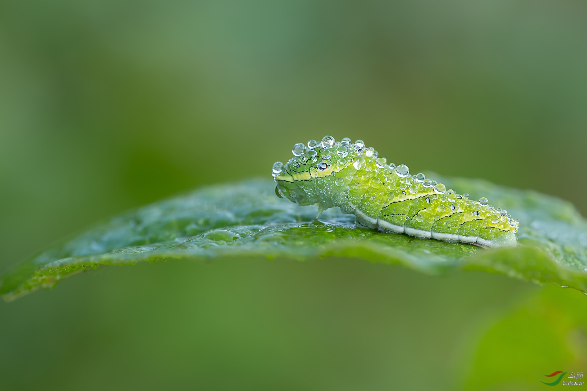 带露珠的绿带翠凤蝶幼虫【贺获首页精华】
