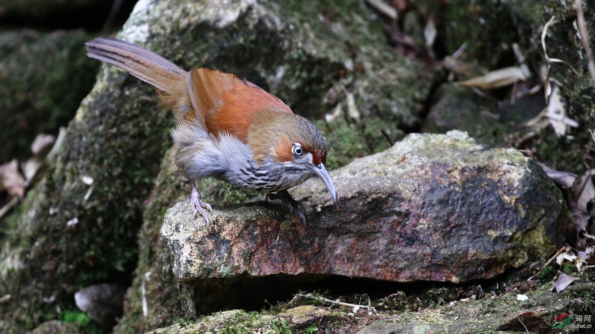 华南斑胸钩嘴鹛