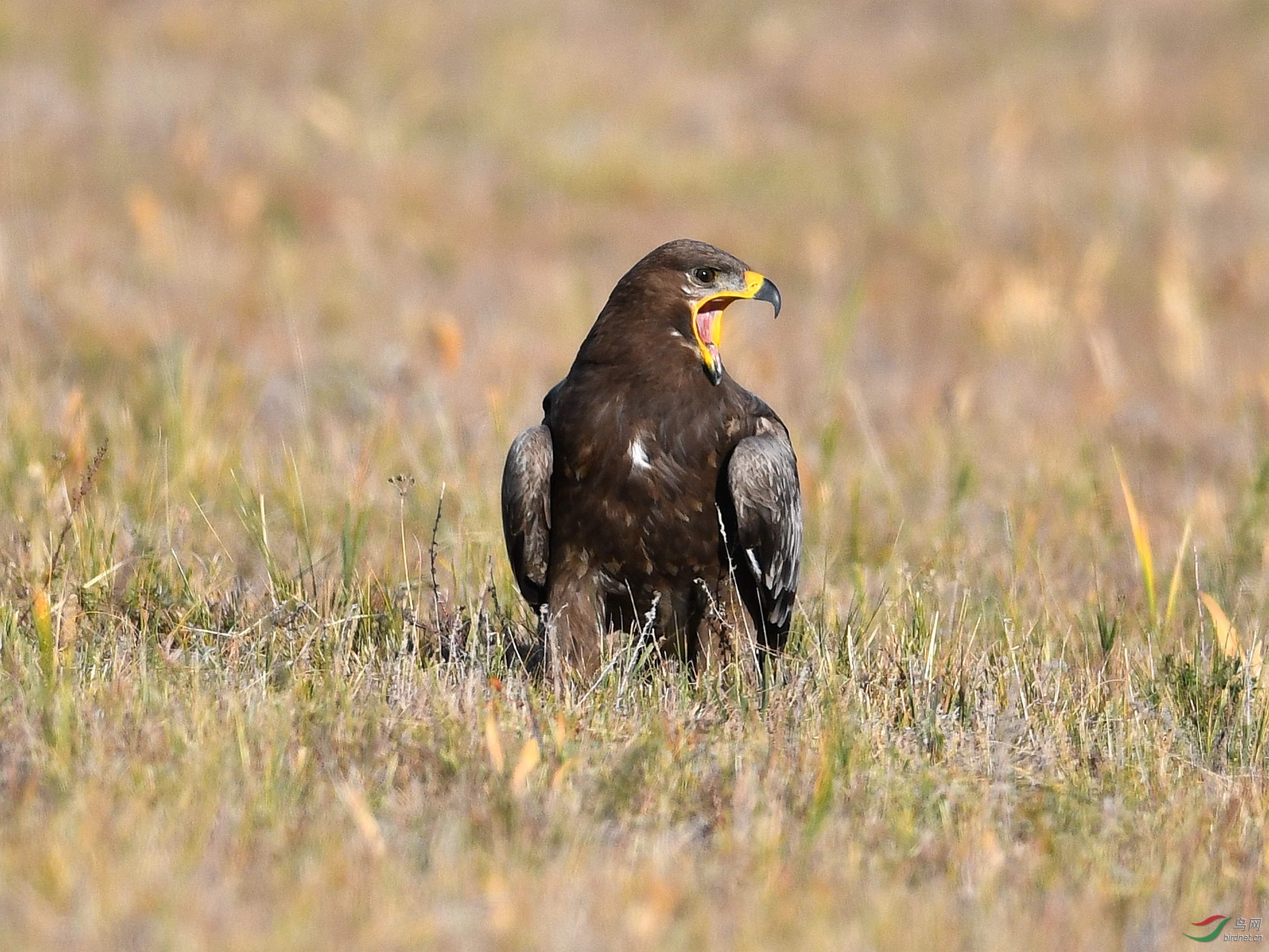 DSC_8287 (2)_����8.jpg