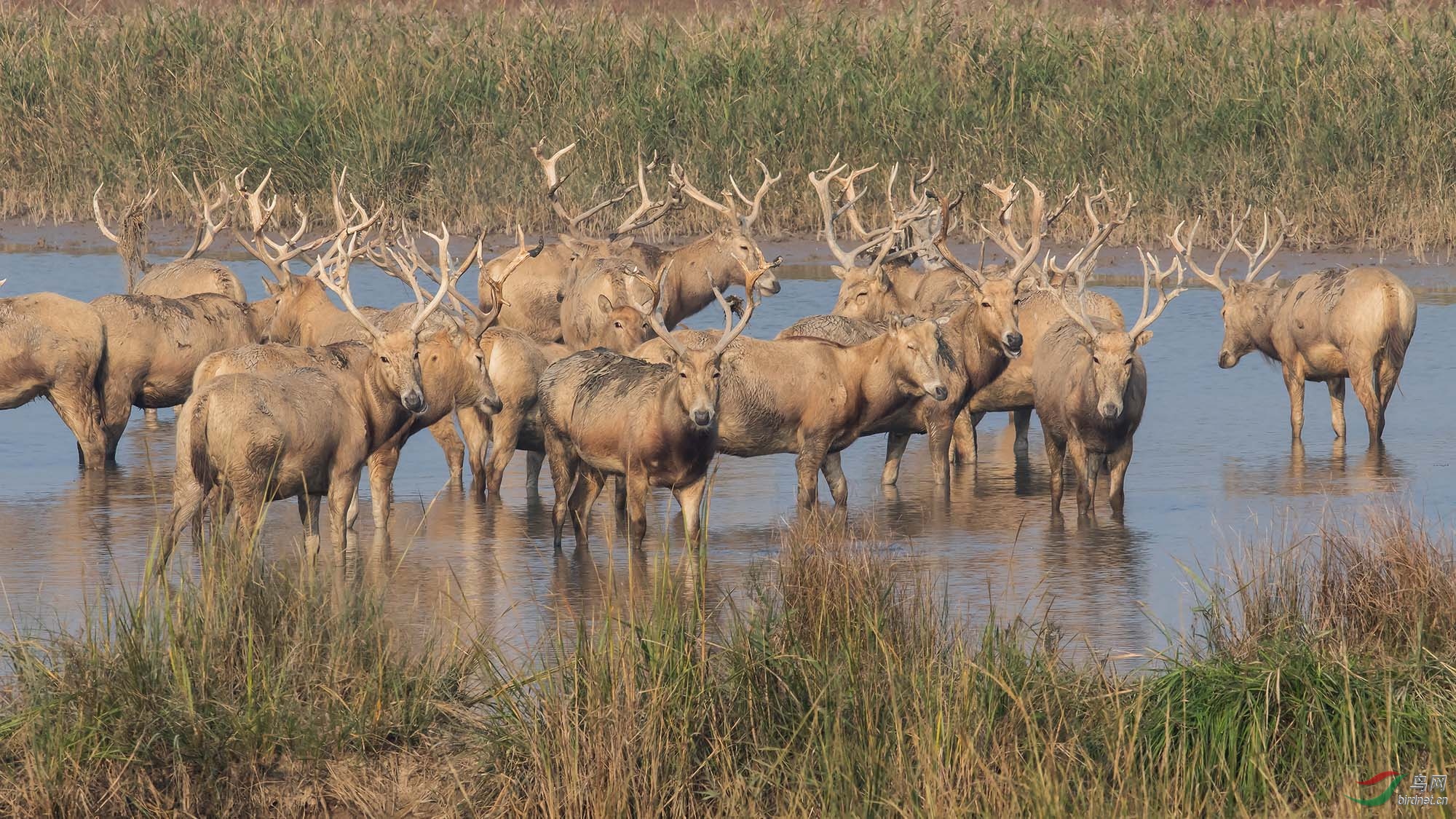 日渐壮大的麋鹿群