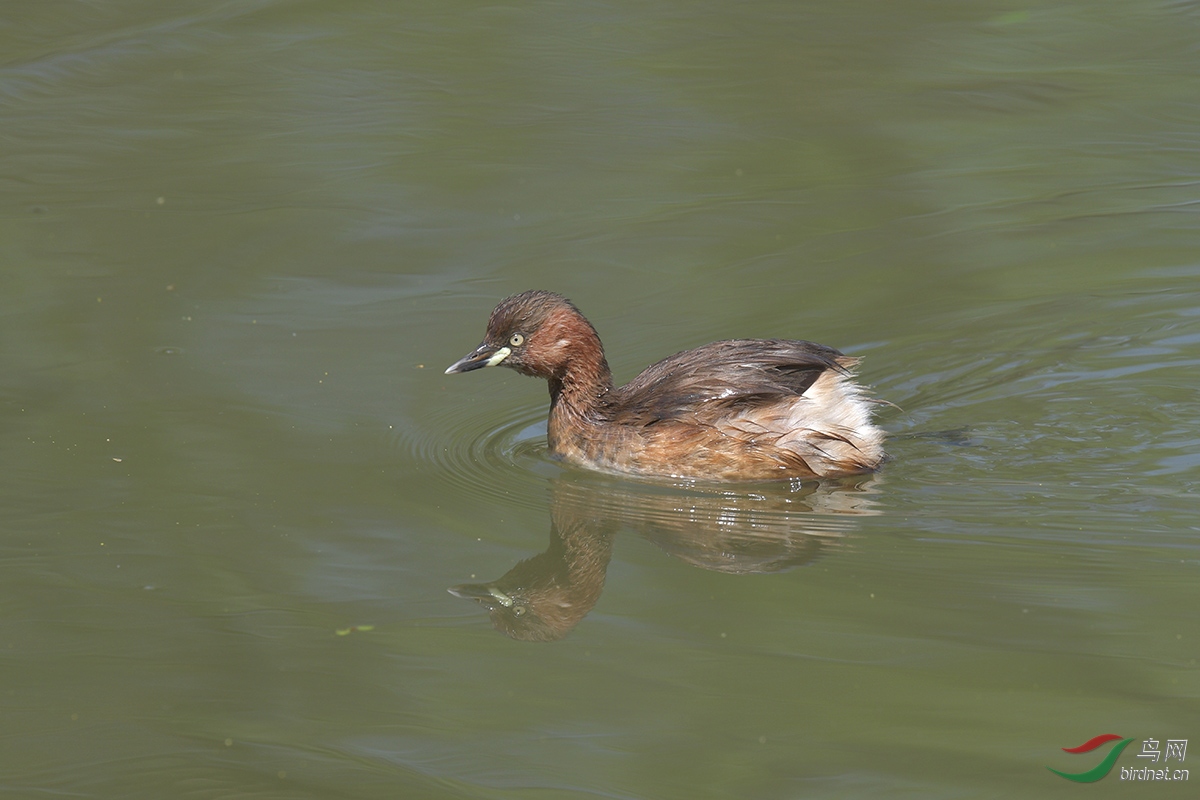 DSC_p1861.jpg