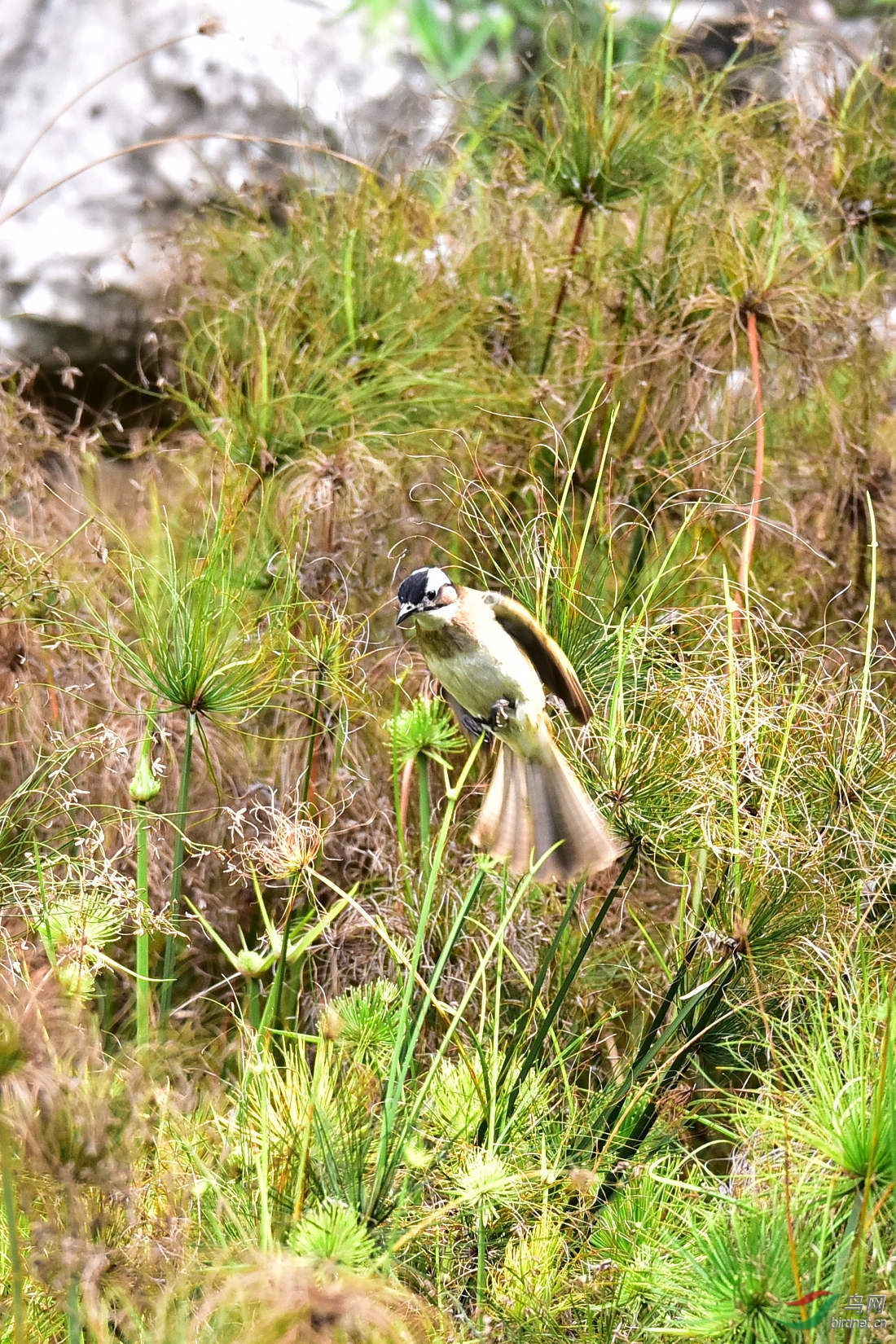 空中芭蕾 (白头翁与白头婆)
