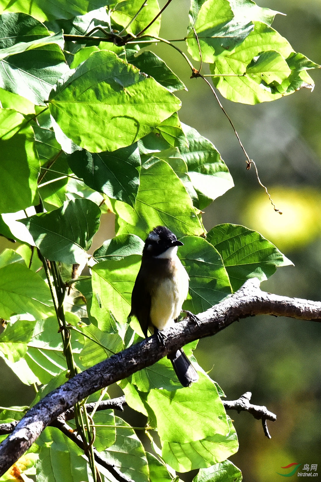 DSC_0113.JPG