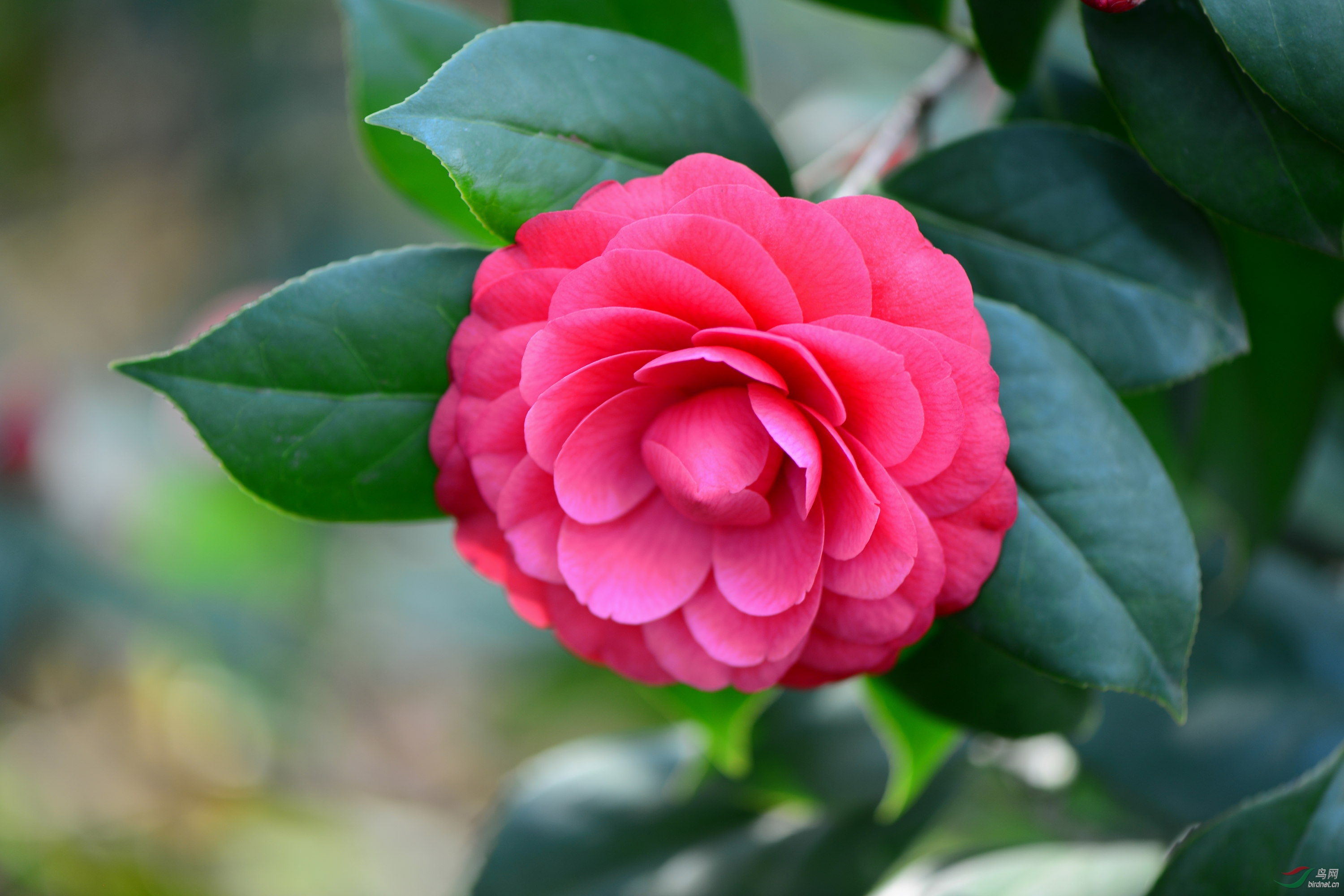 周末快乐(山茶花)