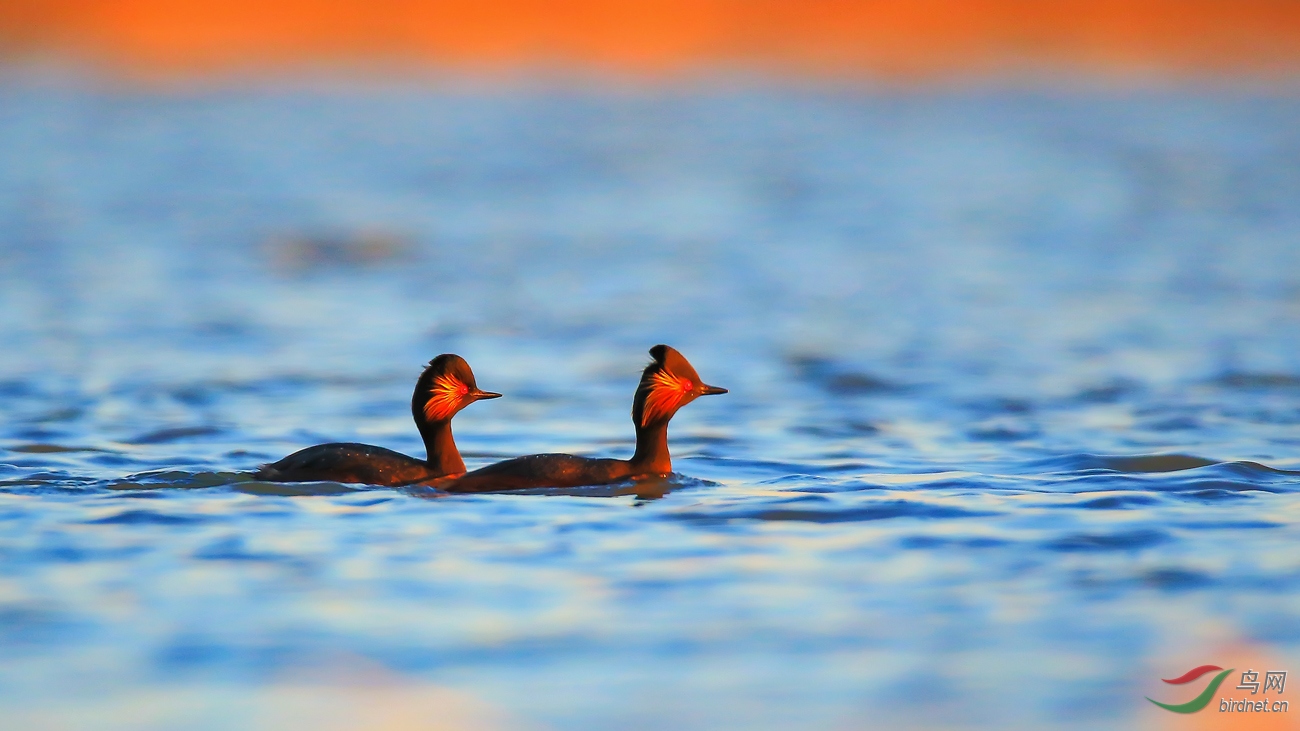 �ھ�����