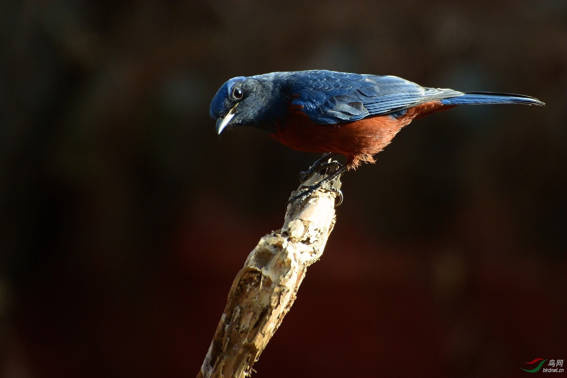 DSC_3329.JPG