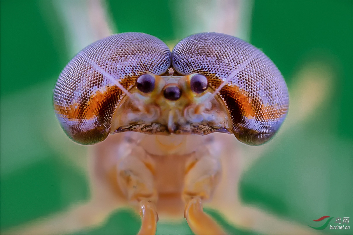 大眼睛(蜉蝣)【贺获首页精华】