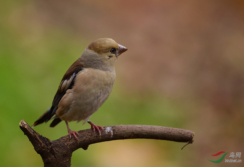 DSC_3151.jpg