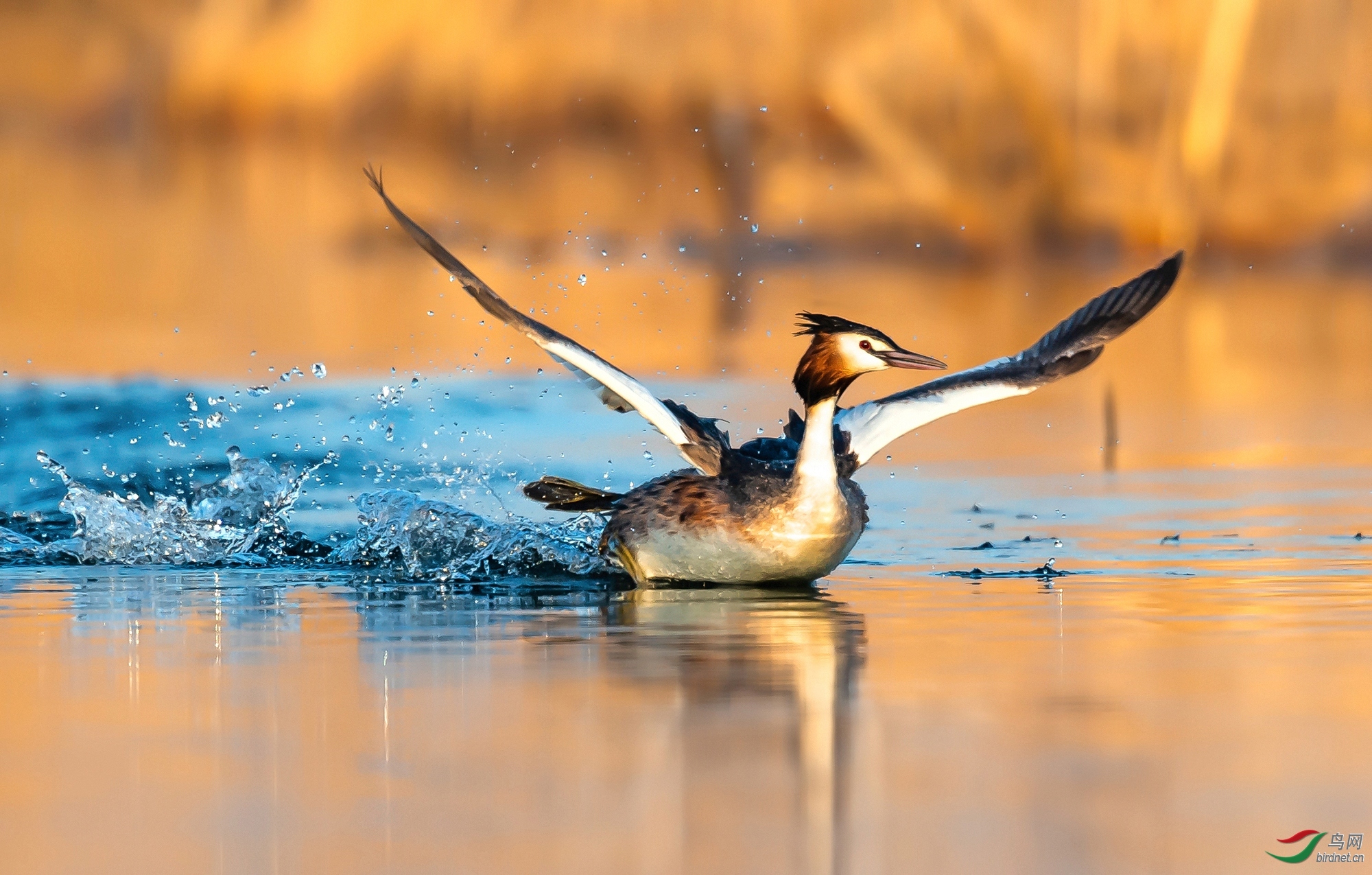 塞外青狼l老师作品---- 踏浪 荣获2020年3月20日 本版佳作!jpg