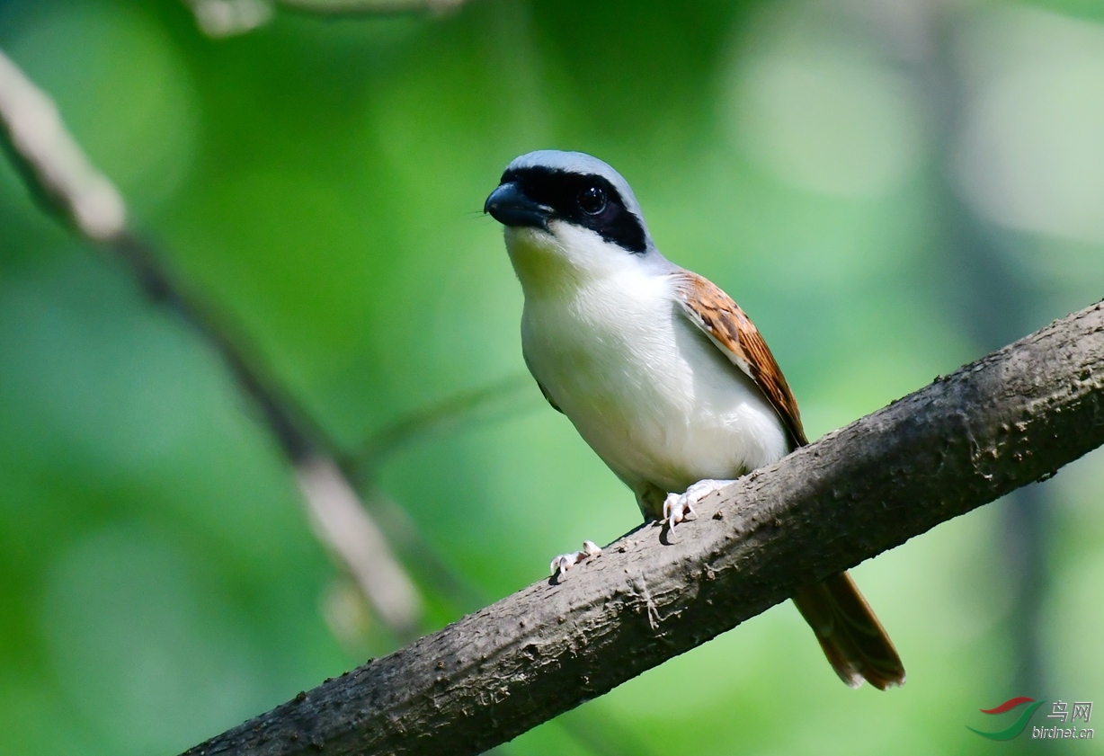 ���Ʋ��� ��կ.JPG