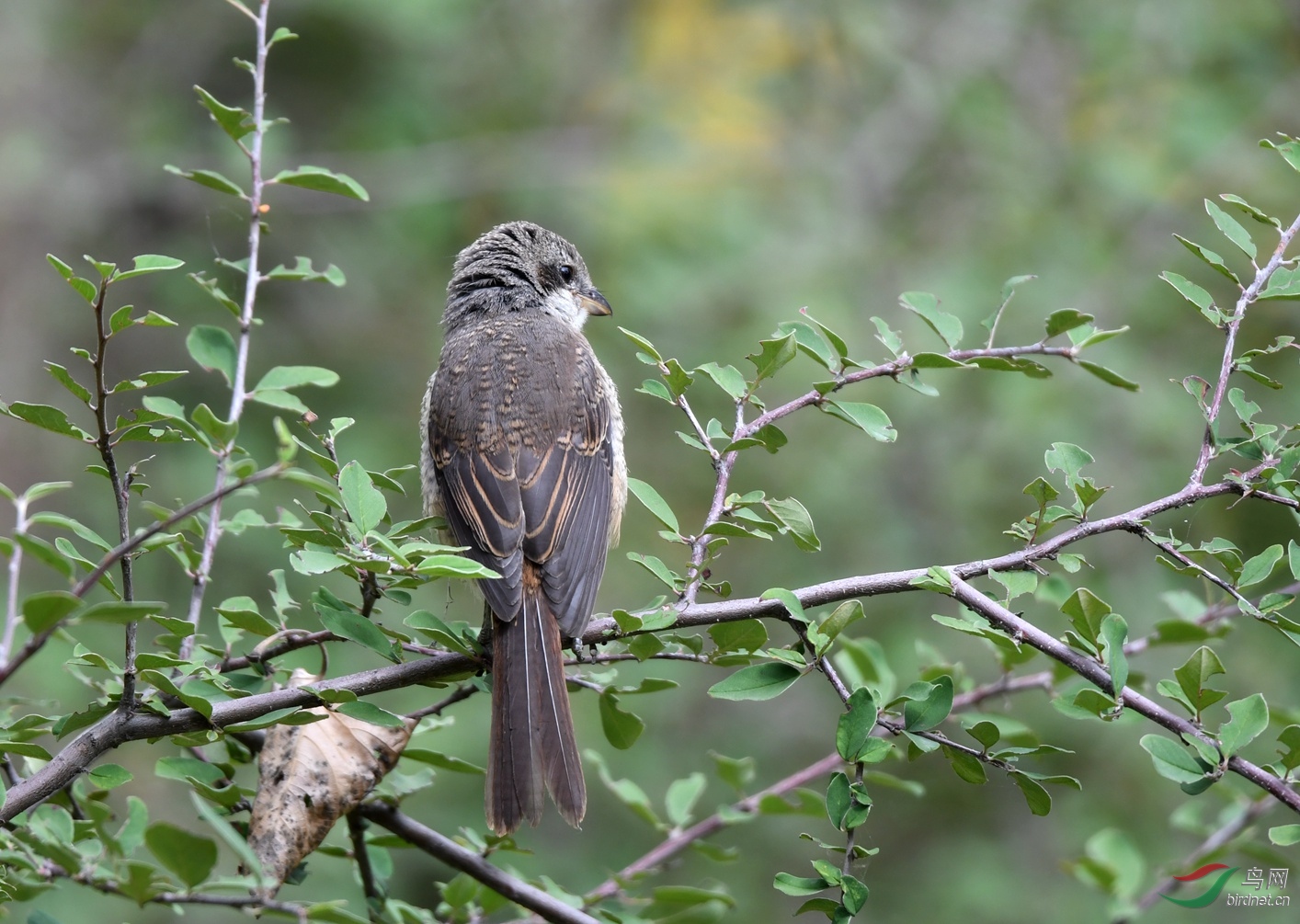 �ұ����� �����޲��ֿ���.JPG