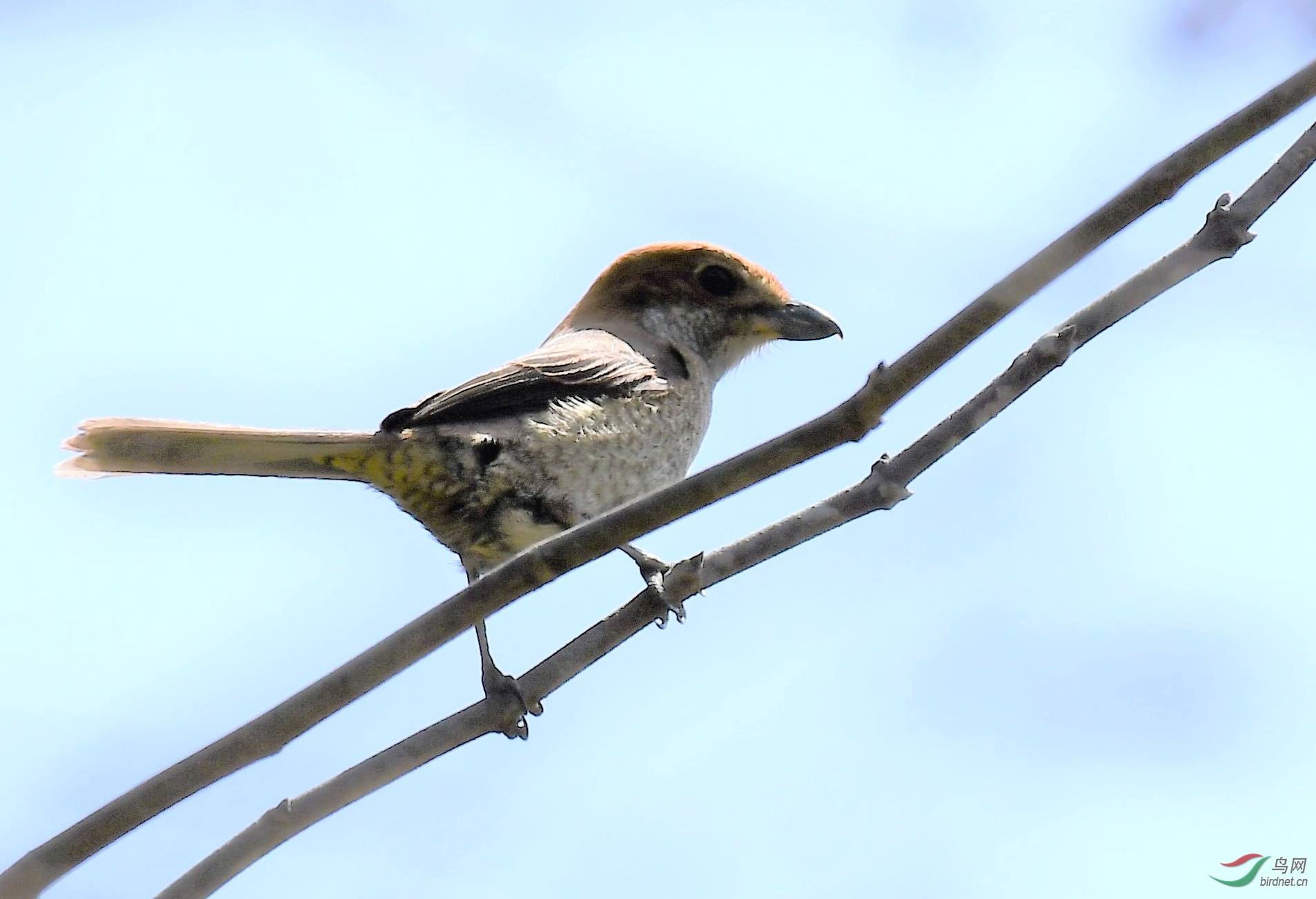 ţͷ���� ���·層կ.JPG