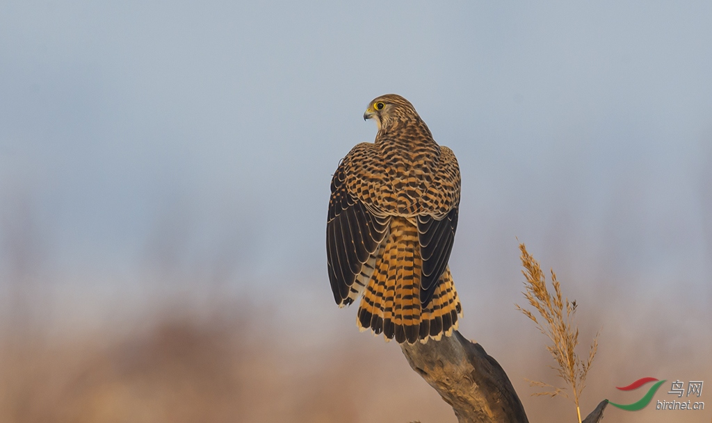 DSC_9185-0.jpg