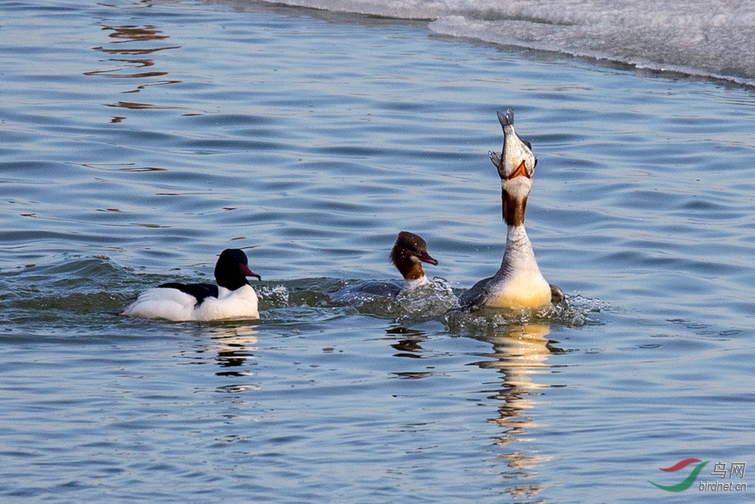 圣湖鱼肥鸭盛宴
