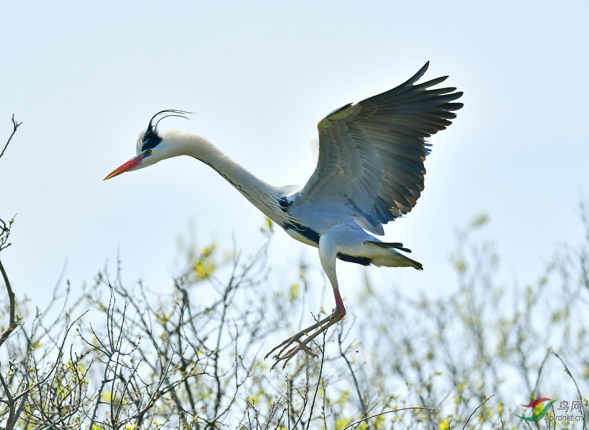 DSC_9810.jpg