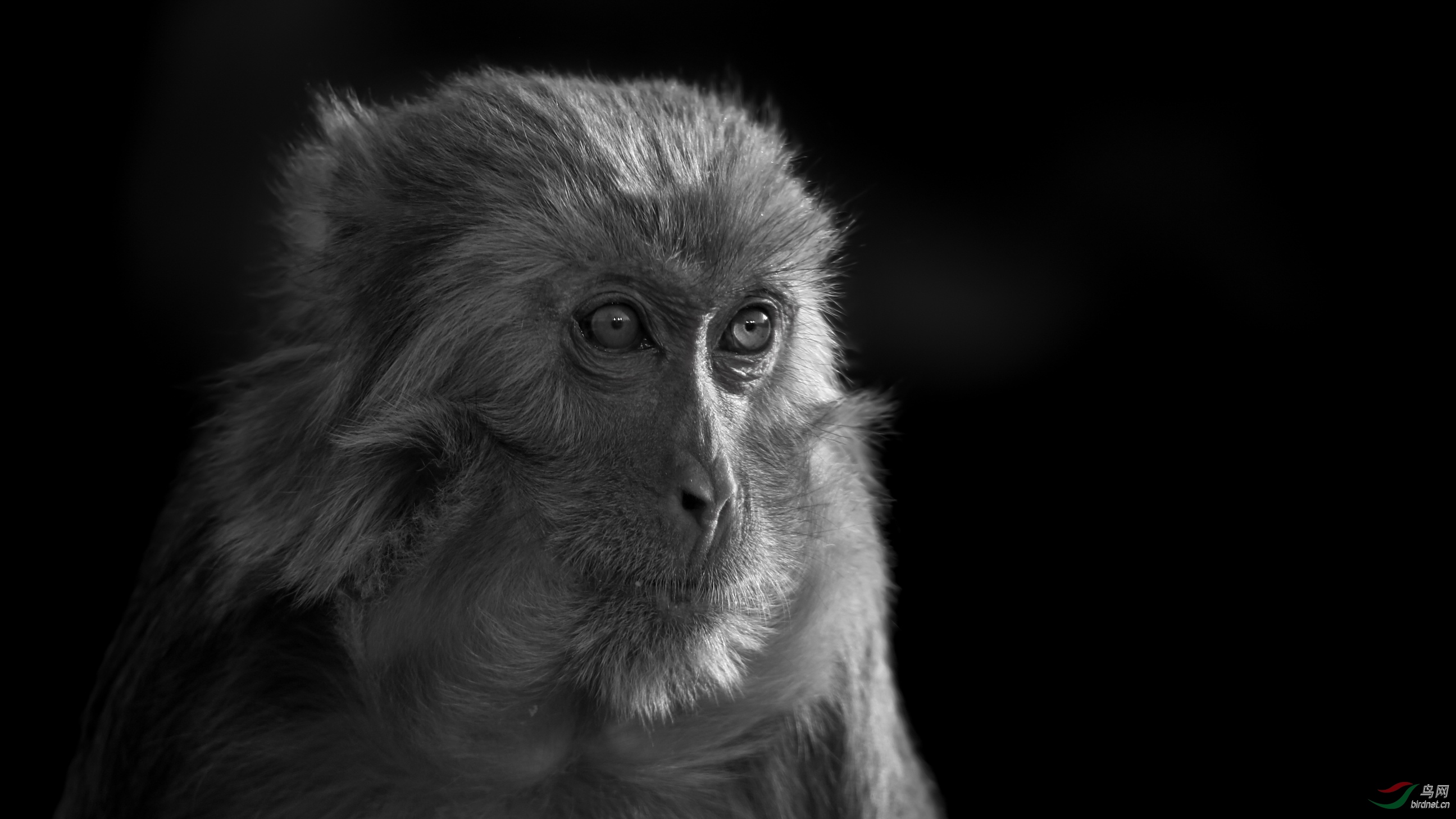 猴子黑白照片图片