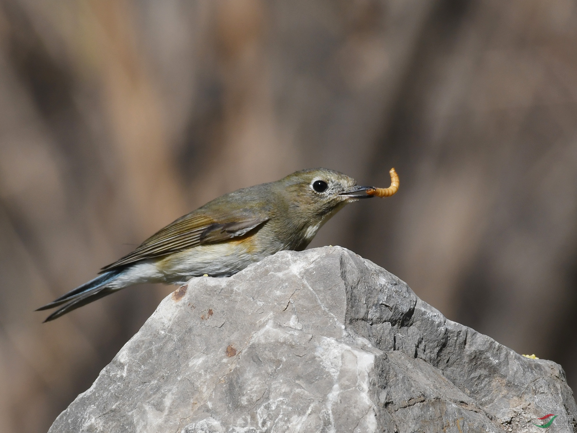 ������Ӱ 1983����.jpg