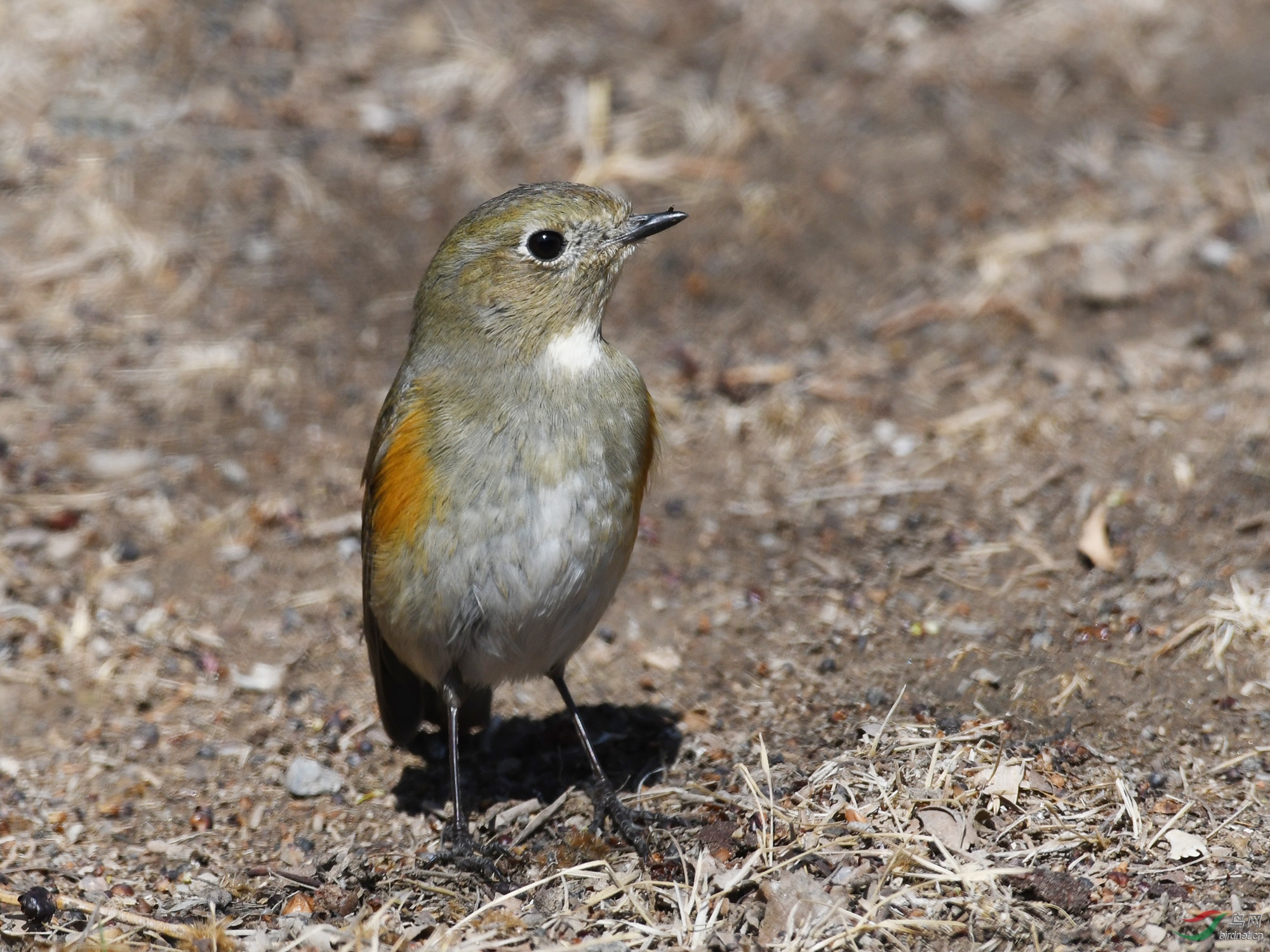 ������Ӱ 2218����.jpg