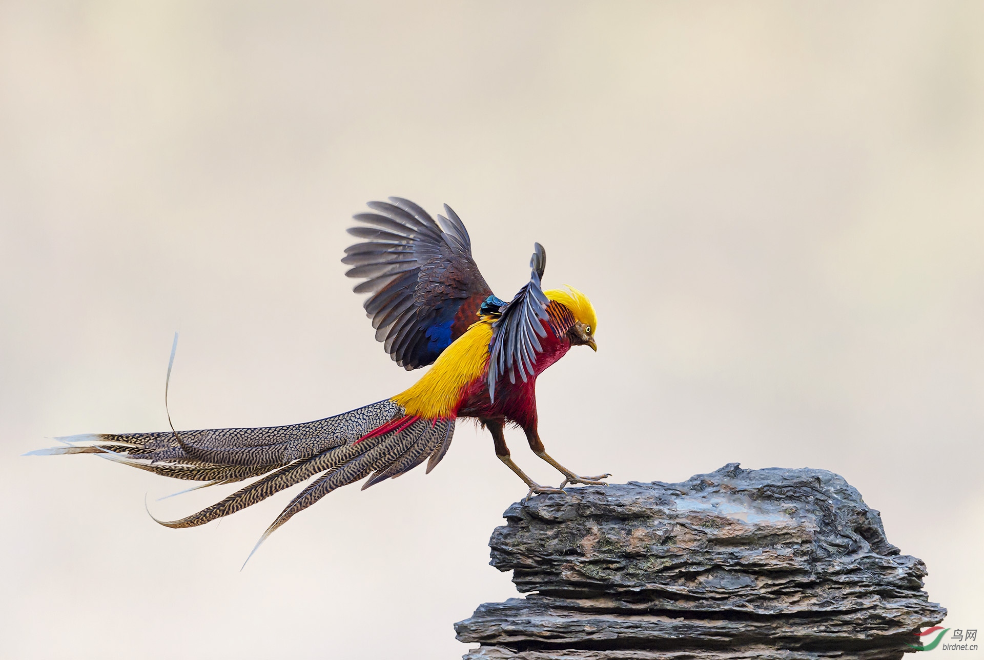 红腹锦鸡的动感肖像