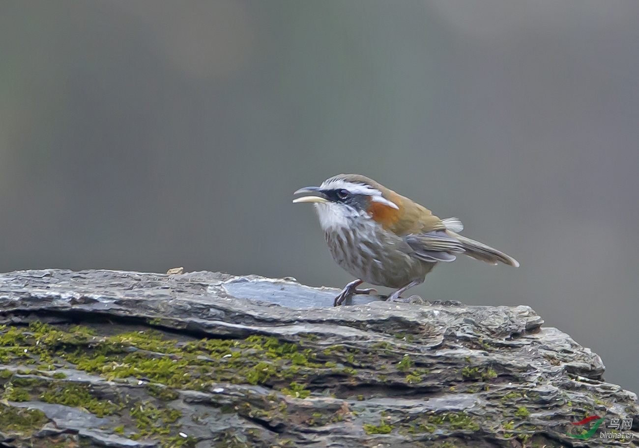 ����2019��1�·��ں��������ĵ�