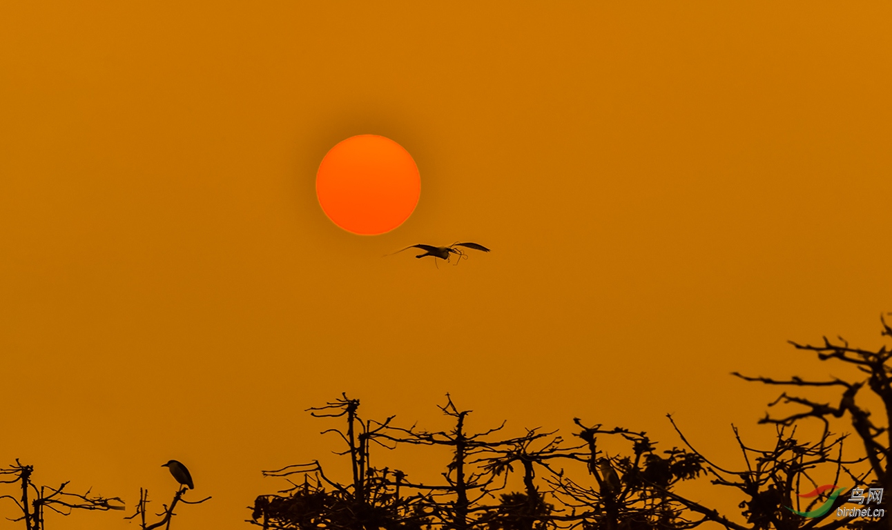 夕阳芦苇飞鸟图片图片