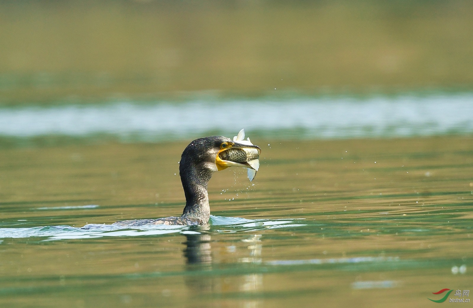 DSC_0544.jpg