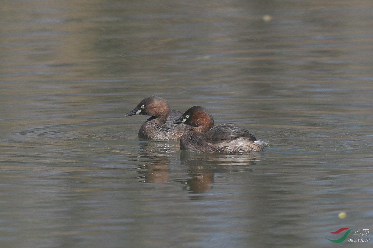 DSC_p1643.jpg