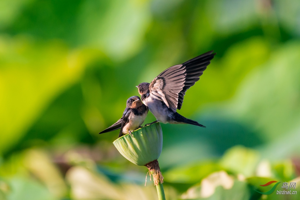 ��_DSC2992�����ᣨ19.6 (1).jpg