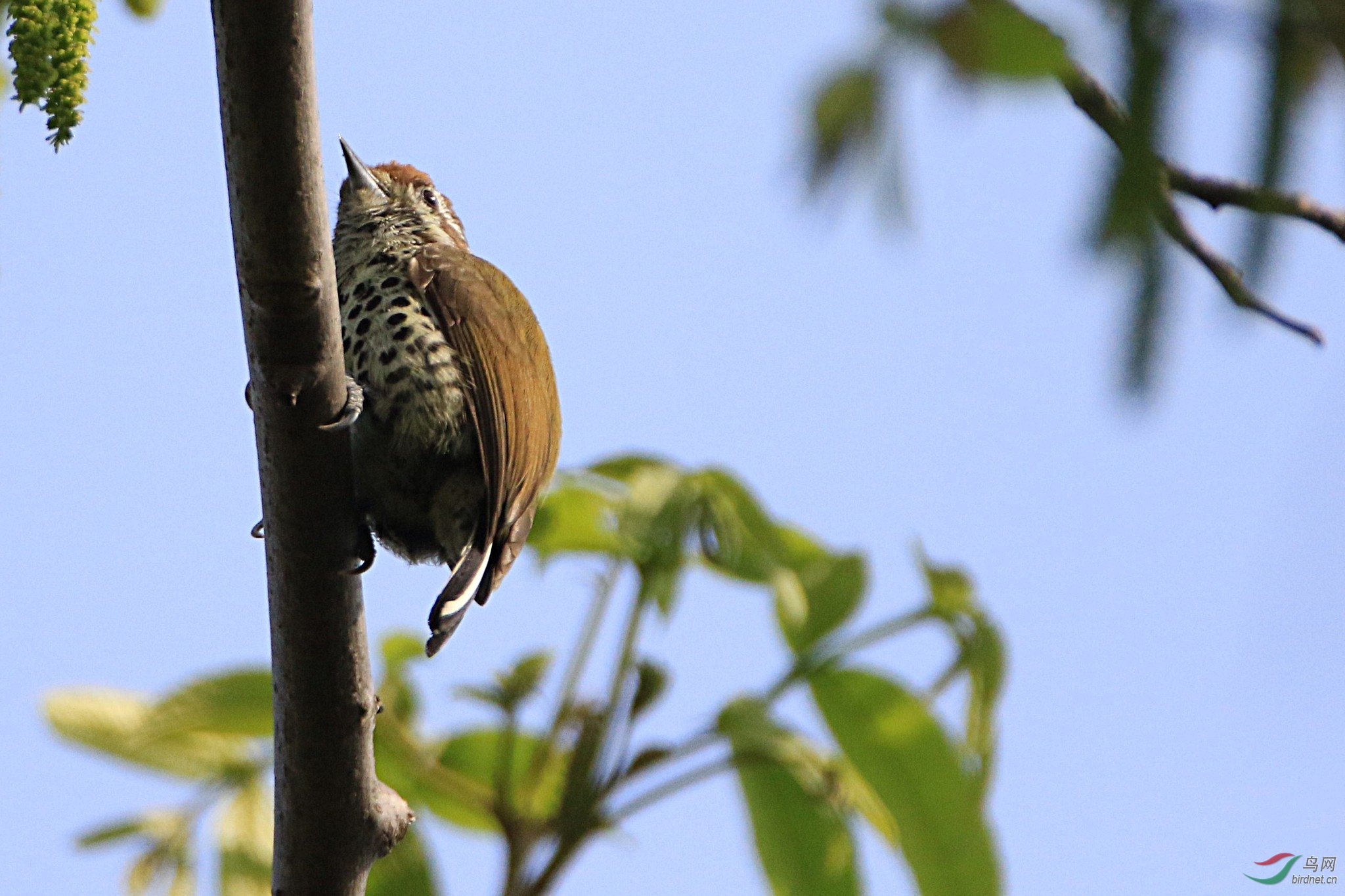 �߼���ľ��  2  0F4A4892.jpg