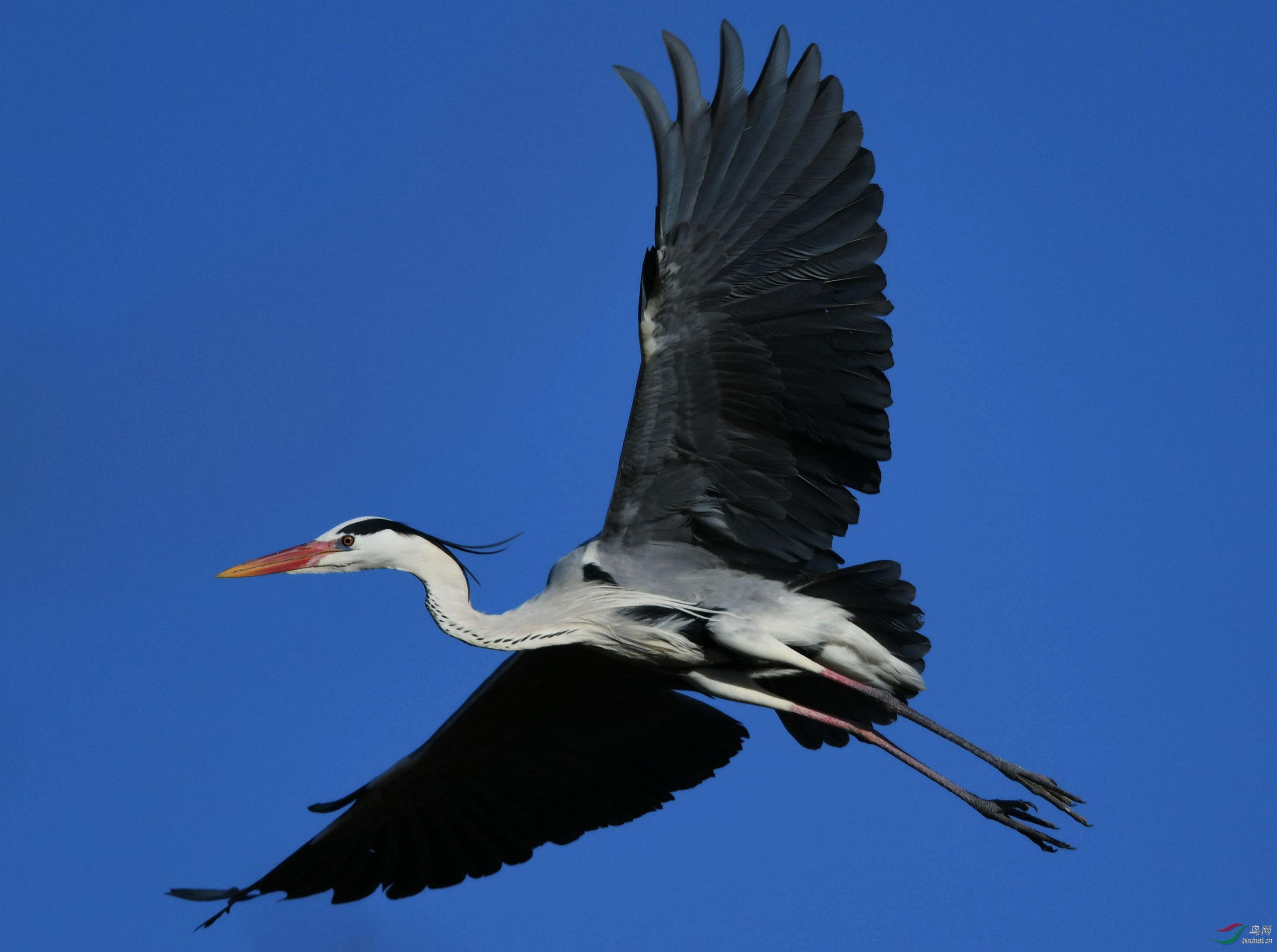 DSC_9591_副本.jpg
