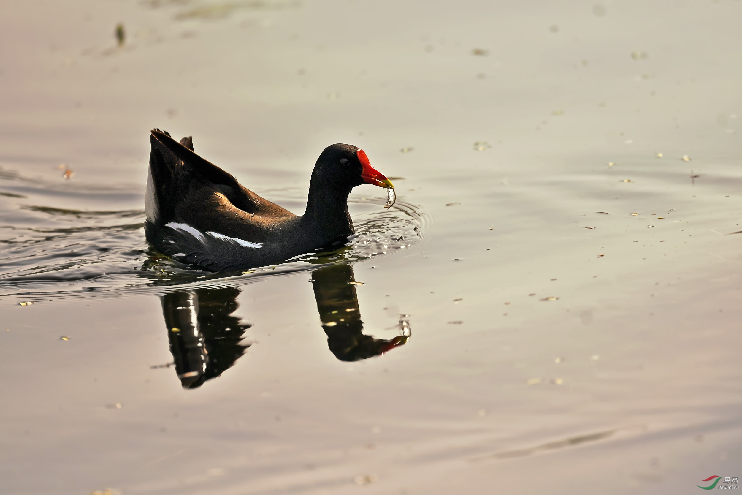 DSC_0616.jpg
