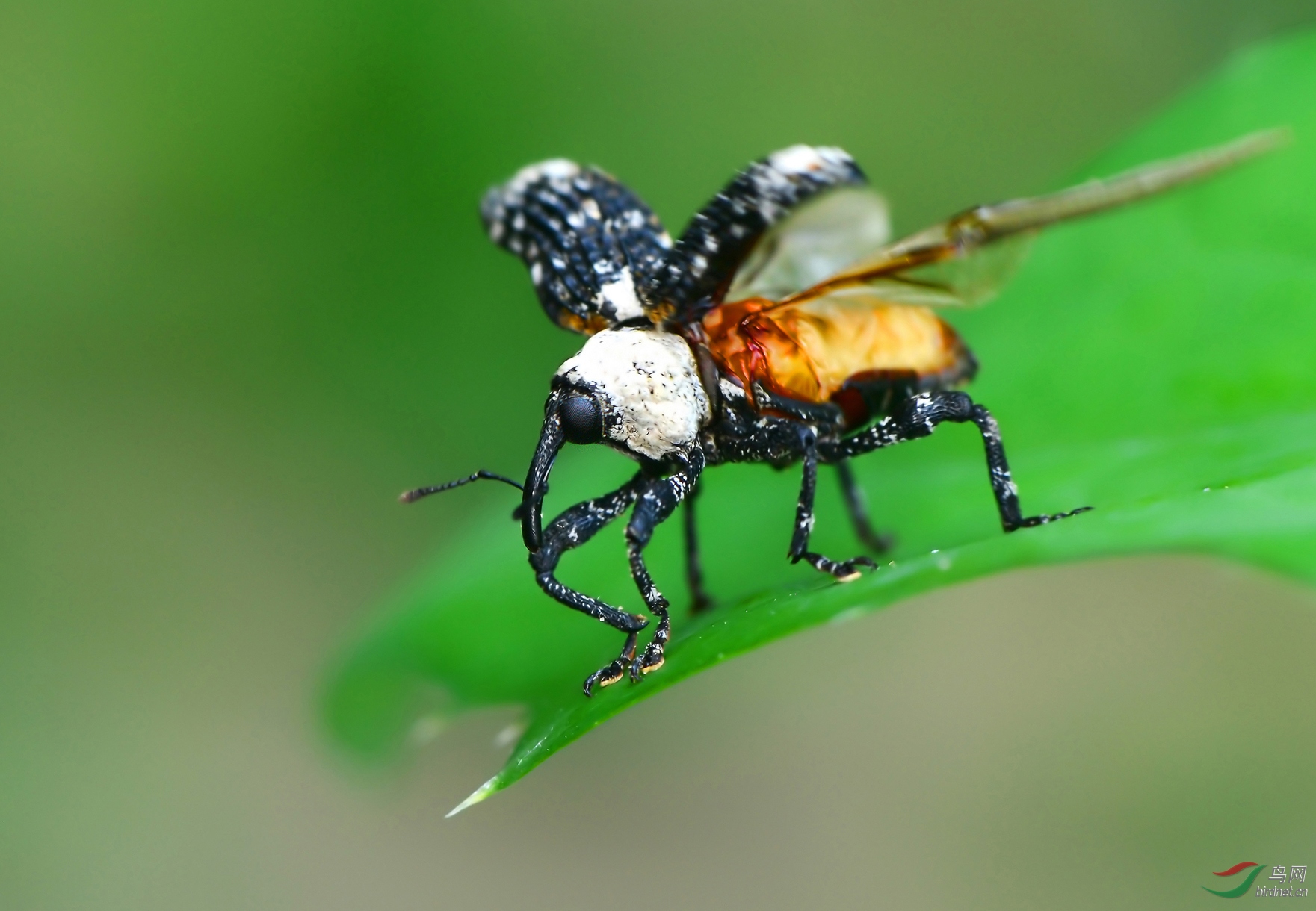 DSC_8441 �������� �������� ��������.jpg